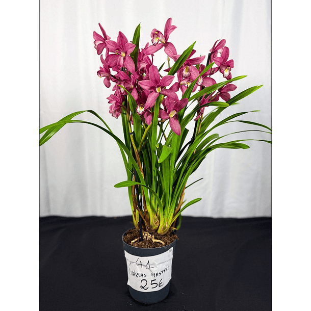 Cymbidium Rosa c/ labelo branco laranja Flor XXL 3-5 Hastes 2