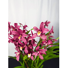 Cymbidium Rosa c/ labelo branco laranja Flor XXL 3-5 Hastes 1