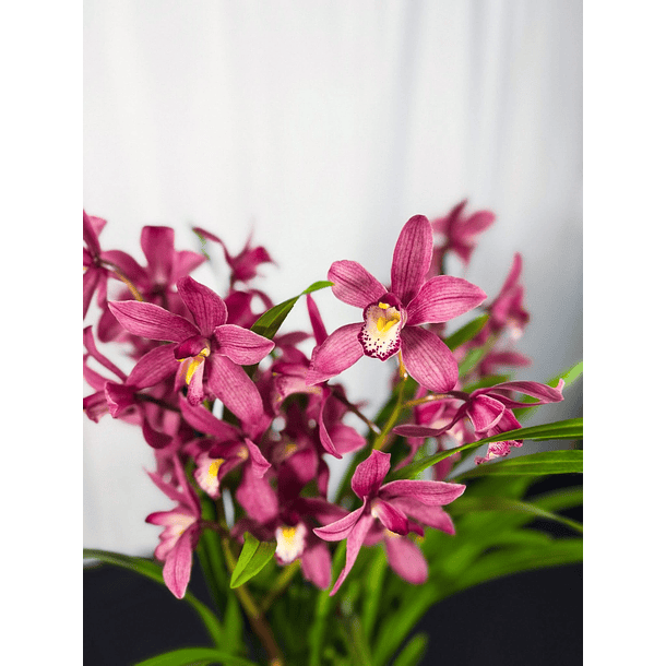 Cymbidium Rosa c/ labelo branco laranja Flor XXL 3-5 Hastes 1