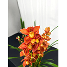 Cymbidium 