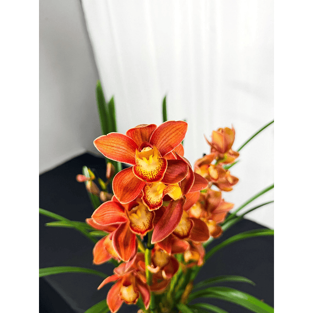 Cymbidium 