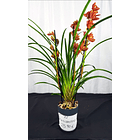 Cymbidium 