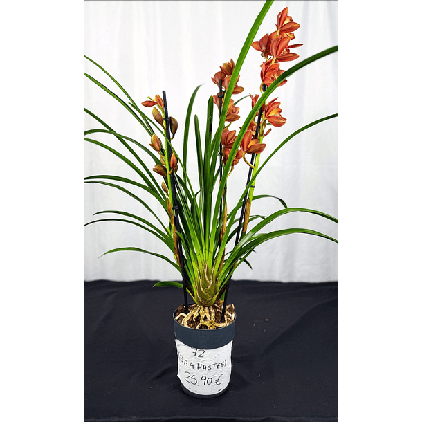 Cymbidium 