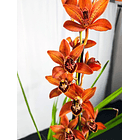 Cymbidium 