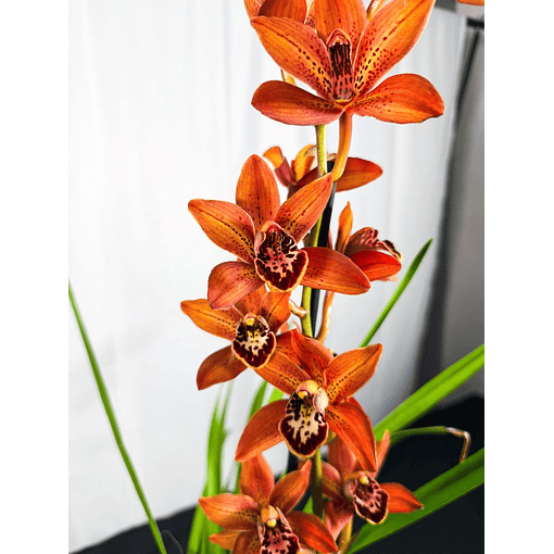 Cymbidium "Torrori" Castanha C/Labelo Preto 1 Haste