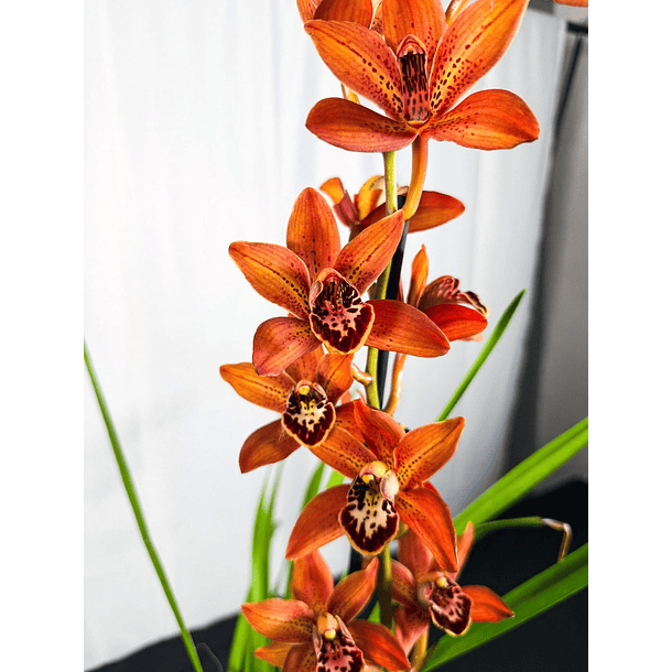 Cymbidium 
