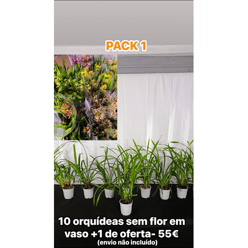 💐 Packs Vasos Económicos de Orquídeas – Ofertas Incluídas!