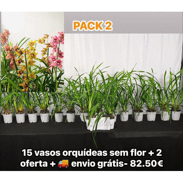 💐 Packs Vasos Económicos de Orquídeas – Ofertas Incluídas! 2