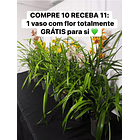 • PACK MISTÉRIO: 10 vasos+ 1 🌸 Oferta: 1 com flor GRÁTIS (cor aleatória!) + 🚚 envio grátis!  2
