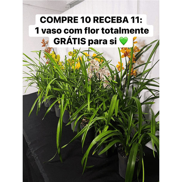 • PACK MISTÉRIO: 10 vasos+ 1 🌸 Oferta: 1 com flor GRÁTIS (cor aleatória!) + 🚚 envio grátis!  2
