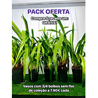 • PACK MISTÉRIO: 10 vasos+ 1 🌸 Oferta: 1 com flor GRÁTIS (cor aleatória!) + 🚚 envio grátis!  3