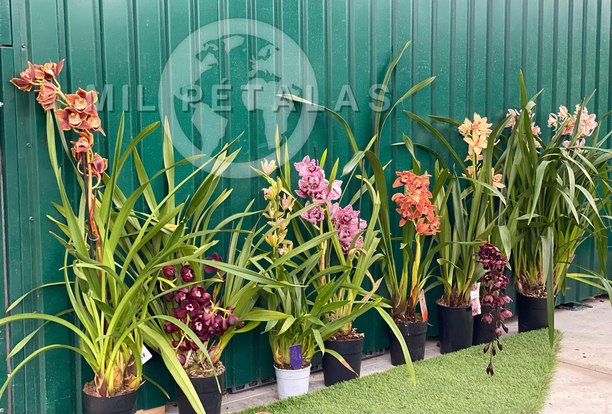 🌿 Os Viveiros Mil Pétalas – Especialistas em Orquídeas em Portugal