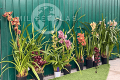 🌿 Os Viveiros Mil Pétalas – Especialistas em Orquídeas em Portugal