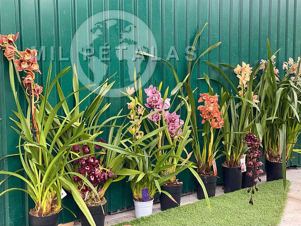 🌿 Os Viveiros Mil Pétalas – Especialistas em Orquídeas em Portugal