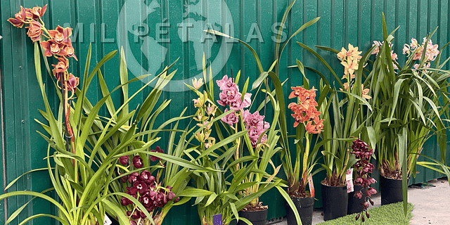 🌿 Os Viveiros Mil Pétalas – Especialistas em Orquídeas em Portugal