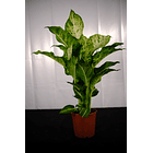 Dieffenbachia (Comigo Ninguém Pode/ Planta da Inveja) 2