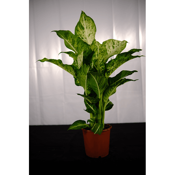Dieffenbachia (Comigo Ninguém Pode/ Planta da Inveja) 2