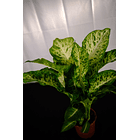 Dieffenbachia (Comigo Ninguém Pode/ Planta da Inveja) 1