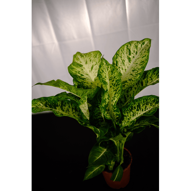 Dieffenbachia (Comigo Ninguém Pode/ Planta da Inveja) 1