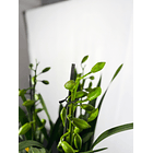 Cymbidium Verde C/Vermelho 2-3 hastes 3