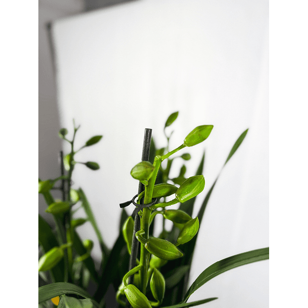 Cymbidium Verde C/Vermelho 2-3 hastes 3