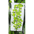 Cymbidium Verde C/Vermelho 2-3 hastes 1