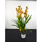 Orquidea Laranja C/Amarelo 