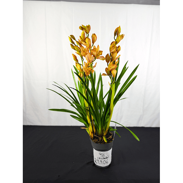 Orquidea Laranja C/Amarelo 