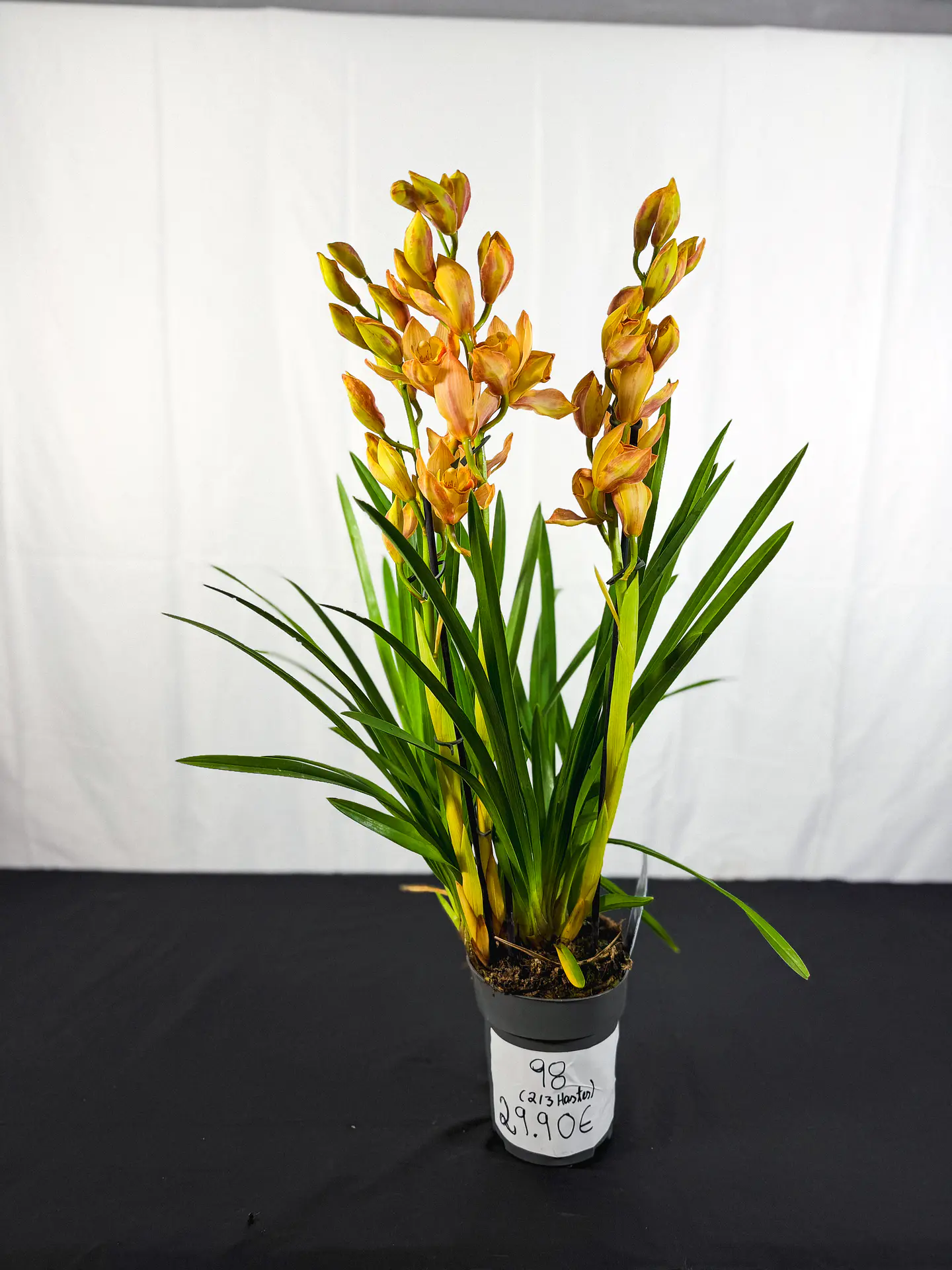Orquidea Laranja C/Amarelo 
