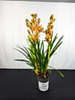 Orquidea Laranja C/Amarelo 