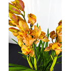 Orquidea Laranja C/Amarelo 