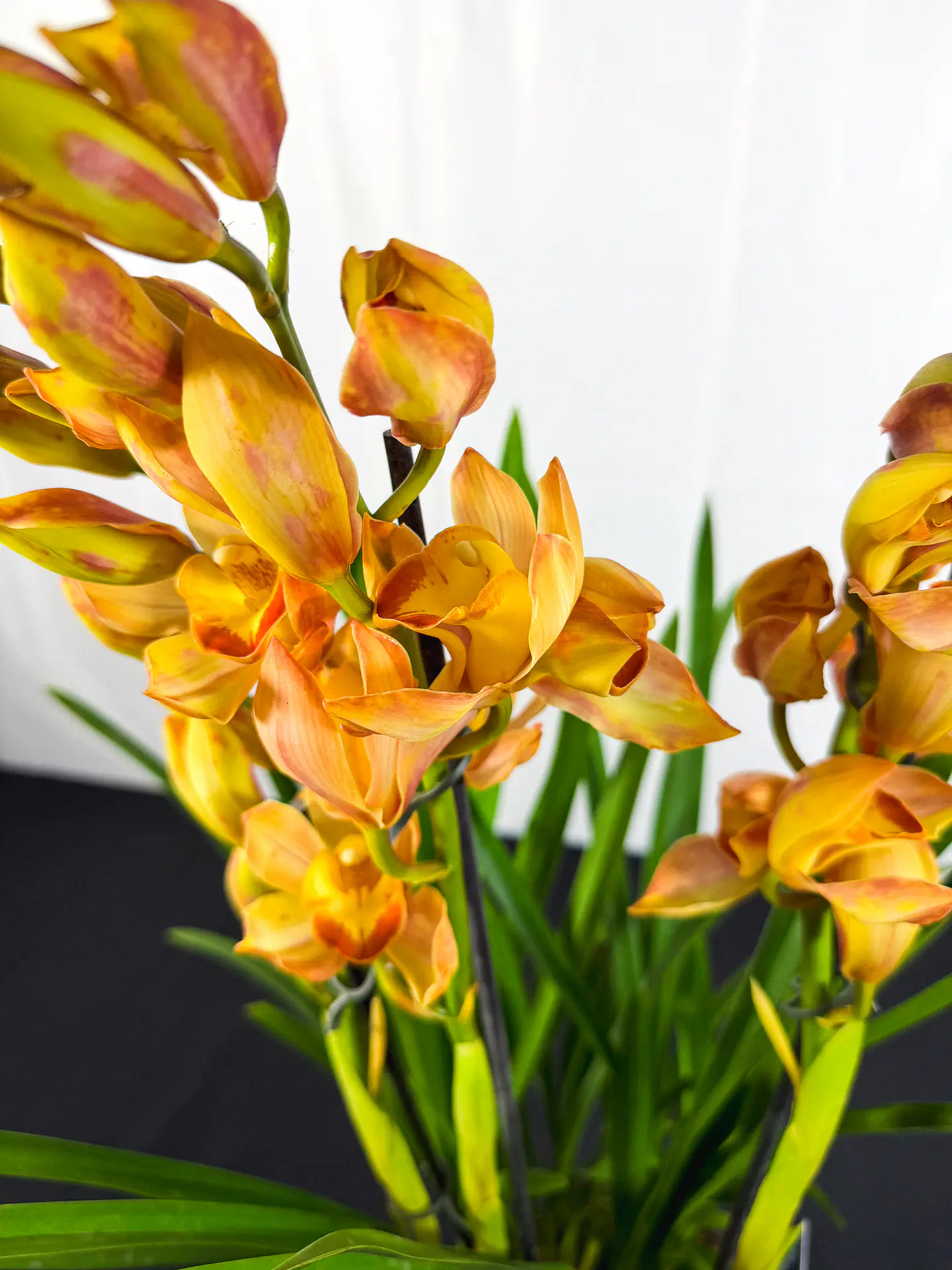Orquidea Laranja C/Amarelo 