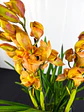 Orquidea Laranja C/Amarelo 