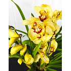 Cymbidium Flor XXL Amarelo C/Vermelho 2-3 hastes 1