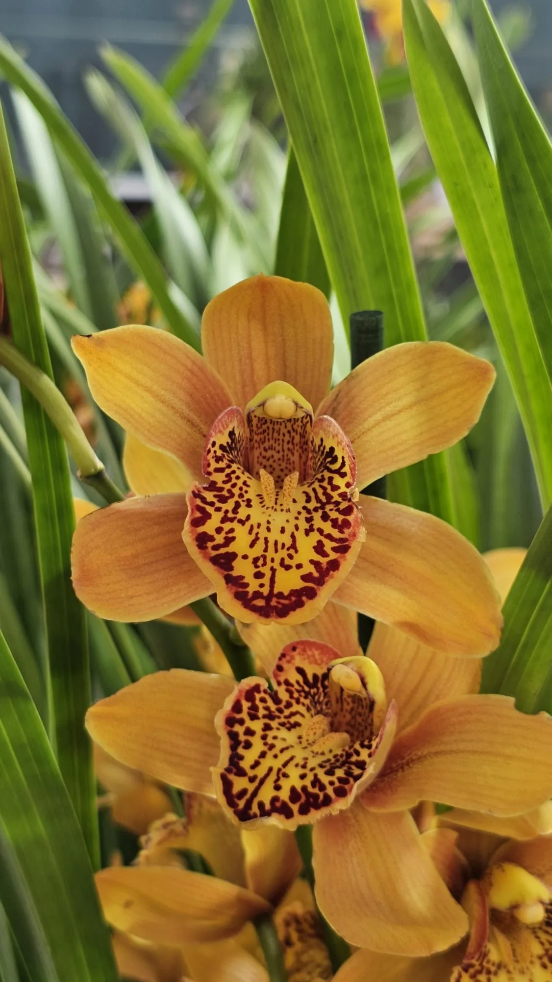 Comprar Orquídeas Baratas em Portugal – Packs Económicos com Entrega Rápida