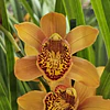 Comprar Orquídeas Baratas em Portugal – Packs Económicos com Entrega Rápida