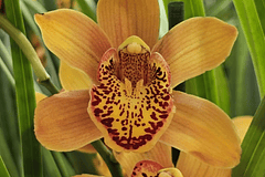 Comprar Orquídeas Baratas em Portugal – Packs Económicos com Entrega Rápida