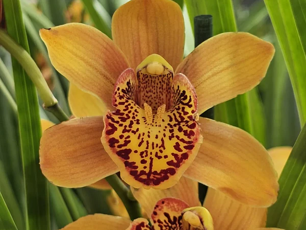 Comprar Orquídeas Baratas em Portugal – Packs Económicos com Entrega Rápida