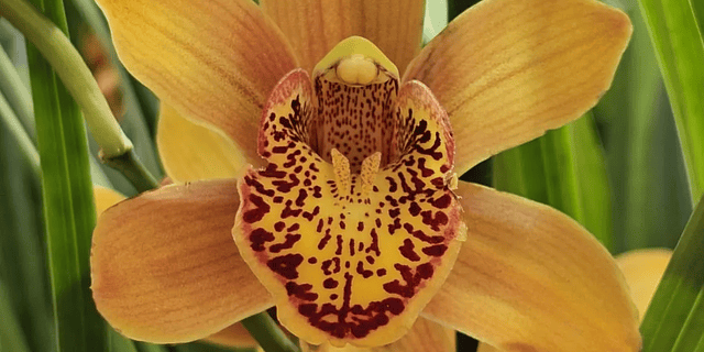 Comprar Orquídeas Baratas em Portugal – Packs Económicos com Entrega Rápida