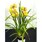 Cymbidium Amarelo c/  labelo laranja 1-2 hastes 