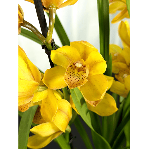 Cymbidium Amarelo c/  labelo laranja 1-2 hastes "Cora Flor"