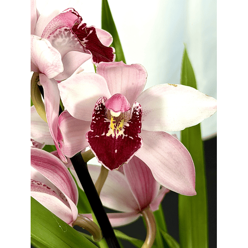 Cymbidium Branco, Rosa e Vermelho Matizado 3 hastes