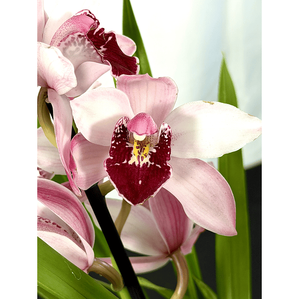 Cymbidium Branco, Rosa e Vermelho Matizado 3 hastes 1