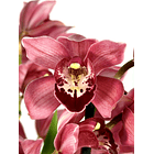 Cymbidium Rosa com labelo aveludado 2-3 hastes 1