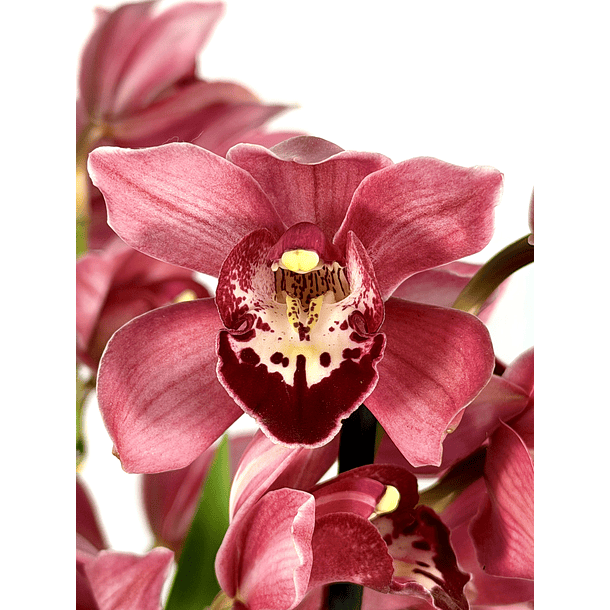 Cymbidium Rosa com labelo aveludado 2-3 hastes 1