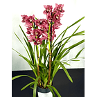 Cymbidium Rosa com labelo aveludado 2-3 hastes 2