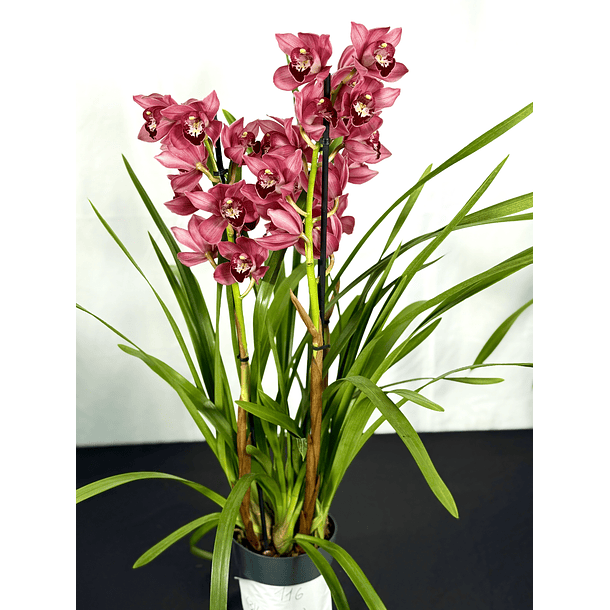 Cymbidium Rosa com labelo aveludado 2-3 hastes 2