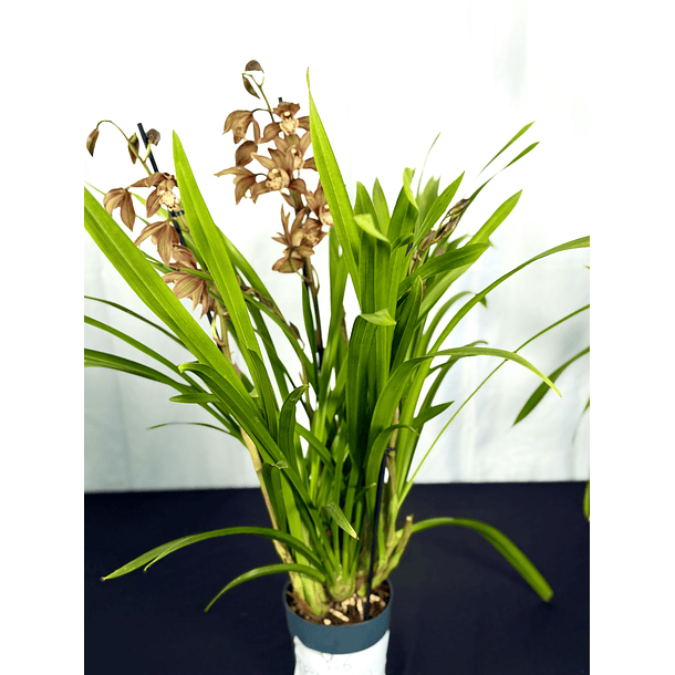 Cymbidium 