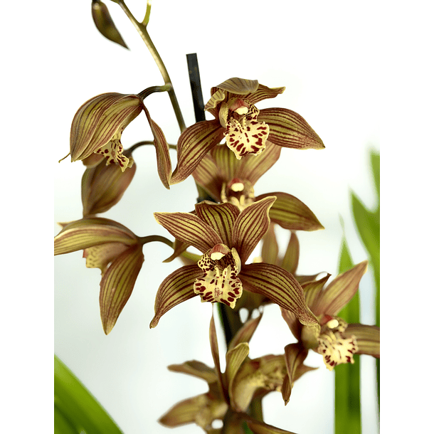 Cymbidium 