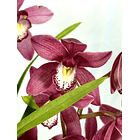 Cymbidium oho rosa XXL (várias hastes)  1
